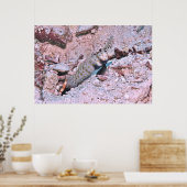 Poster Crevette tachetée orange Goby II (Cuisine)