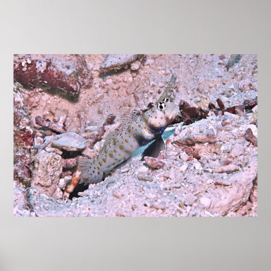 Poster Crevette tachetée orange Goby II (Devant)