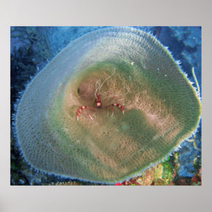 Poster Crevettes dans un bol