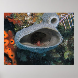 Poster Crevettes dans une éponge
