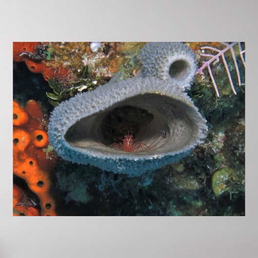 Poster Crevettes dans une éponge (Devant)
