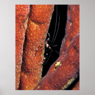 Poster Crevettes de corail en bande