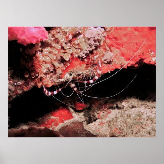 Poster Crevettes de corail en bande (Devant)