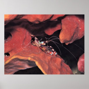 Poster Crevettes de corail en bande avec oeufs