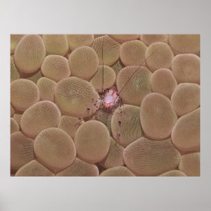 Poster Crevettes de corail en bulle