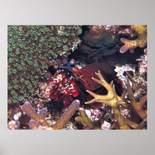 Poster Crevettes de Mantis dans le corail