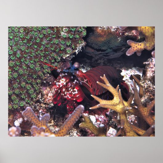 Poster Crevettes de Mantis dans le corail (Devant)