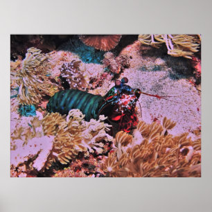 Poster Crevettes de Mantis dans le corail