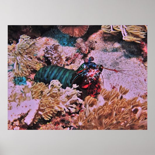Poster Crevettes de Mantis dans le corail (Devant)