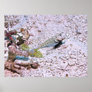 Poster Crevettes et Goby à crevettes