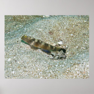 Poster Crevettes Goby et crevettes