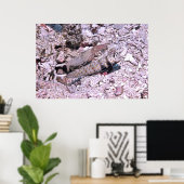 Poster Crevettes Goby et crevettes (Bureau à domicile)