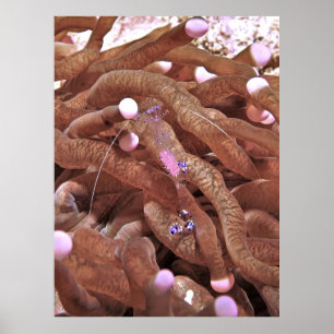 Poster Crevettes limpides aux oeufs