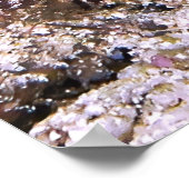 Poster Crevettes Mantis émergentes (Coin)