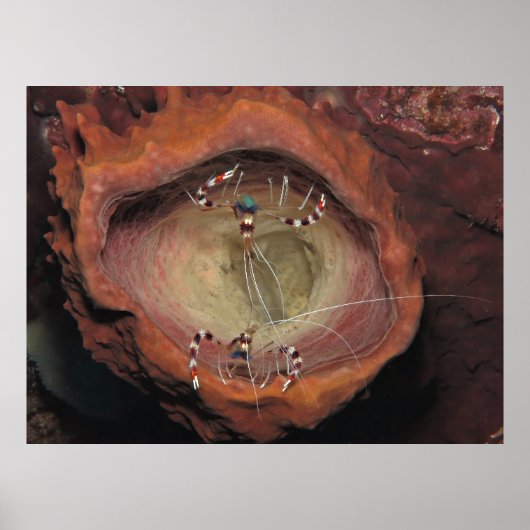 Poster Crevettes nettoyantes à bande (Devant)