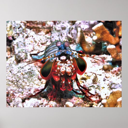 Poster Crevettes Peacock Mantis (Devant)