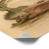 Poster Cricket Jaune vintage Bird Imprimer (Coin)