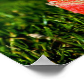 Poster Cricket Red Ball drôle Motivation (Coin)