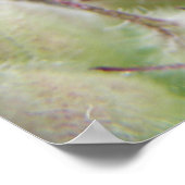 Poster Cricket vert sur feuille (Coin)