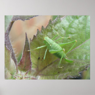 Poster Cricket vert sur feuille