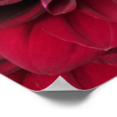 Poster Crimson Red Dahlia Art - Arabian Night Flower (Coin)