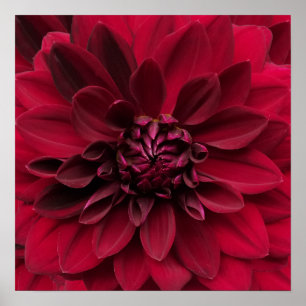 Poster Crimson Red Dahlia Art - Arabian Night Flower