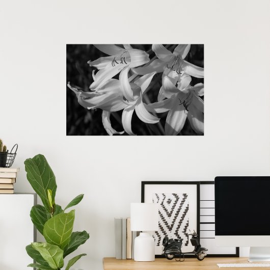 Poster Crinum noir et blanc (Bureau à domicile)