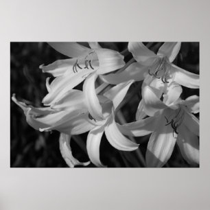 Poster Crinum noir et blanc
