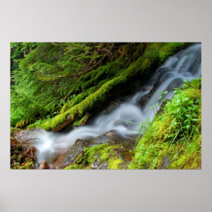 Poster Crique en parc national de mont Rainier