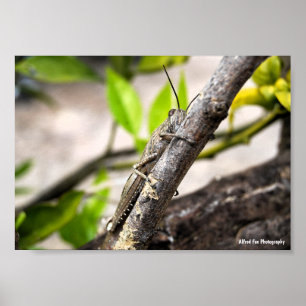 Poster Criquet Égyptien sur Branche