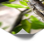 Poster Criquet Égyptien sur Branche (Coin)