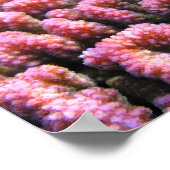 Poster Critère coloré de récif corallien (Coin)