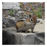 Critère mignon comme Chipmunk sur un rocher