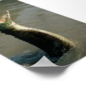 Poster Croc (Coin)