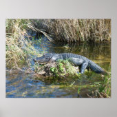 Poster Croc (Devant)