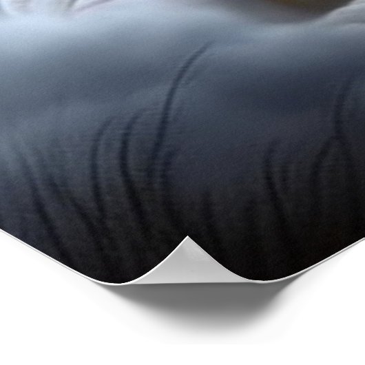 Poster Croc Blanc (Coin)