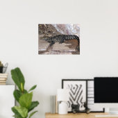 Poster Croc nain d'Afrique de l'Ouest - Osteolaemus tétra (Bureau à domicile)