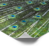 Poster Crochet de paon (Coin)