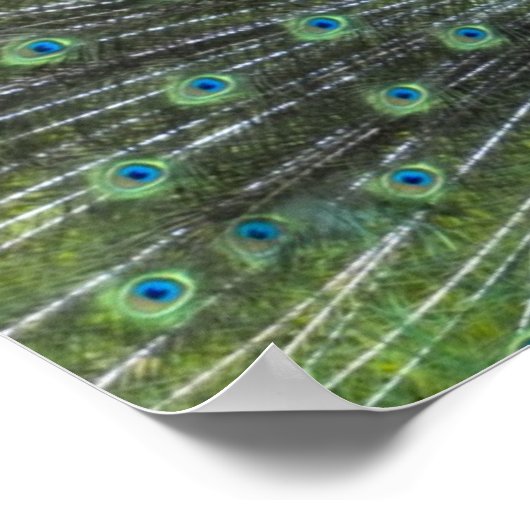 Poster Crochet de paon (Coin)