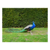 Poster Crochet de paon (Devant)