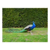 Crochet de paon