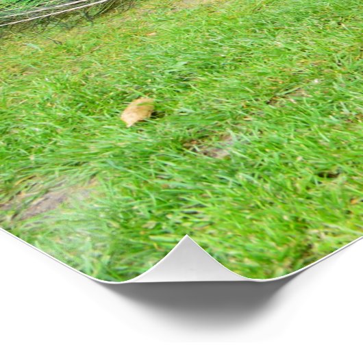 Poster Crochet de paon (Coin)