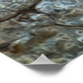 Poster Crocodile (Coin)