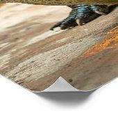 Poster Crocodile (Coin)