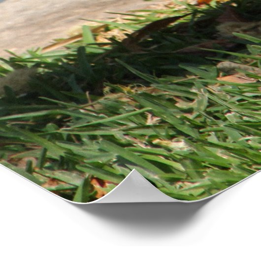 Poster Crocodile (Coin)