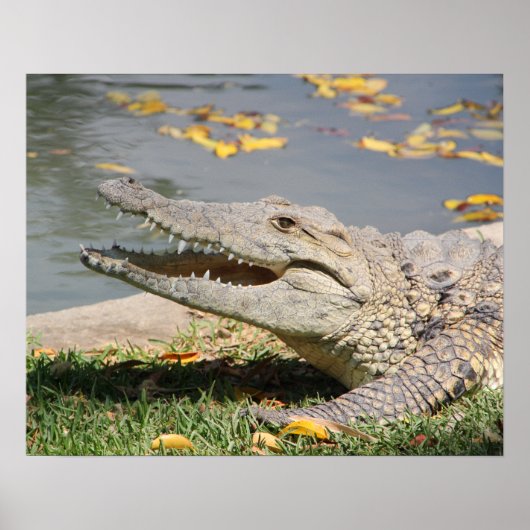 Poster Crocodile (Devant)