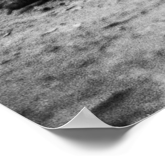 Poster Crocodile (Coin)