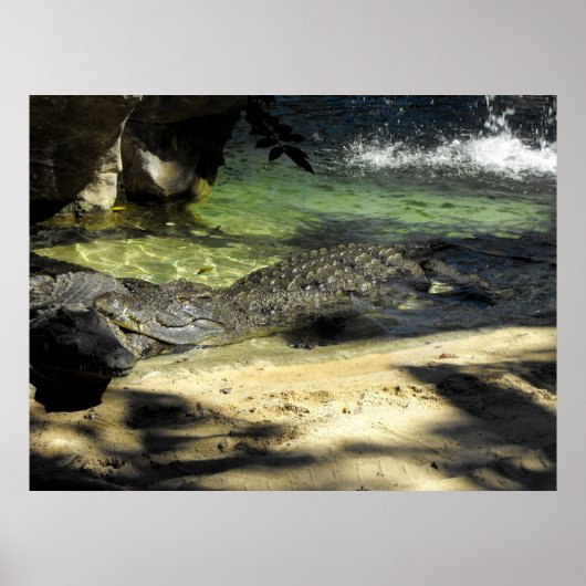 Poster Crocodile (Devant)