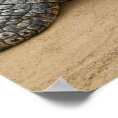 Poster Crocodile (Coin)