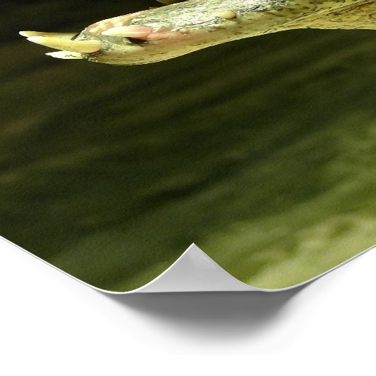 Poster Crocodile (Coin)